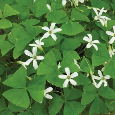 hluzy oxalis triangularis zeleny pestovanie z hluz izbove rastliny