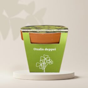Pestovateľský set Oxalis deppei