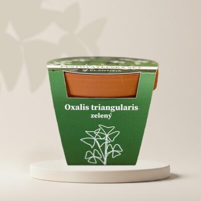 pestovatelsky set oxalis triangularis zeleny hluzy izbovych rastlin