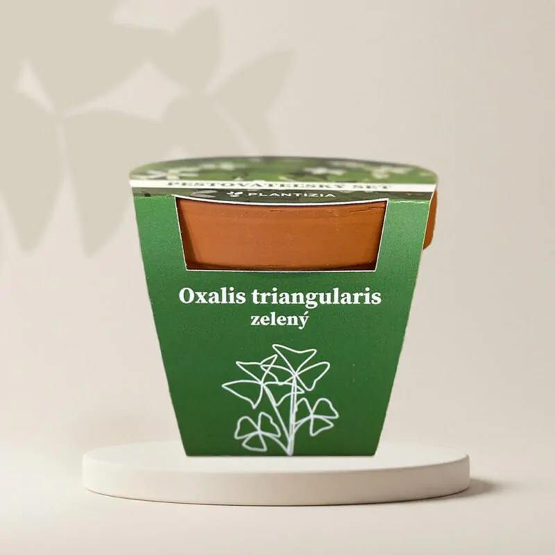 pestovatelsky set oxalis triangularis zeleny hluzy izbovych rastlin