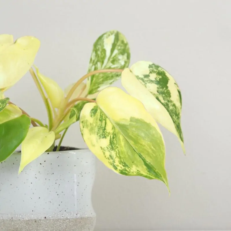 Philodendron Burle Marx variegata panasovany filodendron