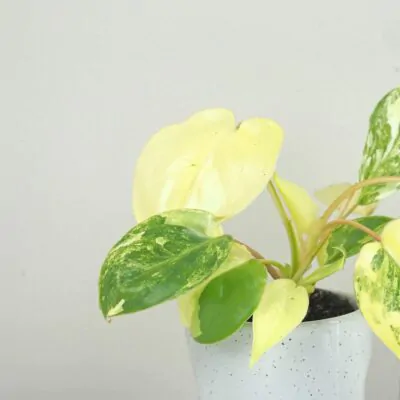 Philodendron Burle Marx variegata panasovany filodendron