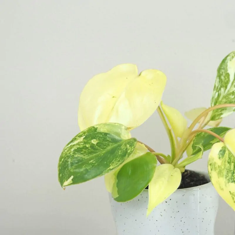 Philodendron Burle Marx variegata panasovany filodendron