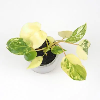 Philodendron Burle Marx variegata panasovany filodendron