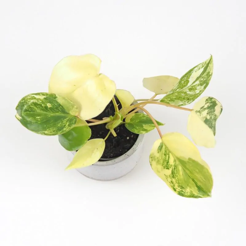Philodendron Burle Marx variegata panasovany filodendron
