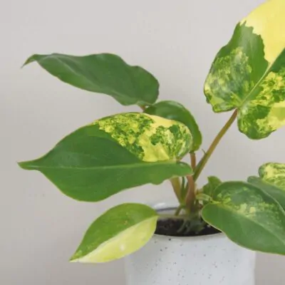 Philodendron Burle Marx variegata panasovany filodendron