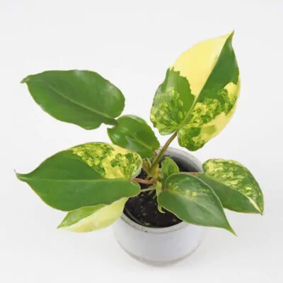 Philodendron Burle Marx variegata panasovany filodendron