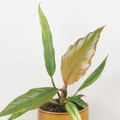 Philodendron Choco Empress hnedy filodendron izbova rastlina