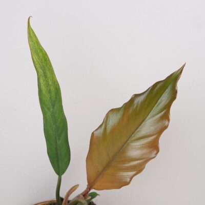 Philodendron ‘Choco Empress’ Philodendron Choco Empress hnedy filodendron izbova rastlina