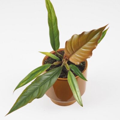Philodendron ‘Choco Empress’ Philodendron Choco Empress hnedy filodendron izbova rastlina