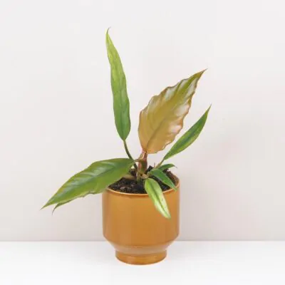 Philodendron Choco Empress hnedy filodendron izbova rastlina