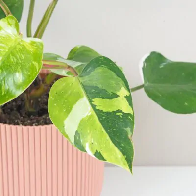 philodendron fresh aurea filodendron White Princess Tricolor Lime
