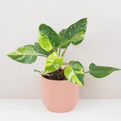 philodendron fresh aurea filodendron White Princess Tricolor Lime