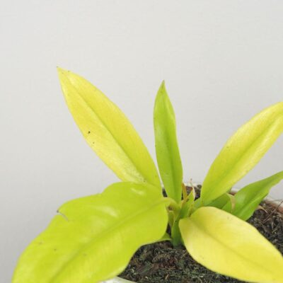 Philodendron ‘Gergaji Golden Saw’ Philodendron Gergaji Golden Saw zlty filodendron