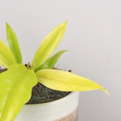 Philodendron ‘Gergaji Golden Saw’ Philodendron Gergaji Golden Saw zlty filodendron