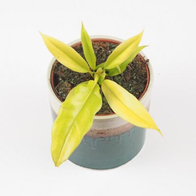 Philodendron ‘Gergaji Golden Saw’ Philodendron Gergaji Golden Saw zlty filodendron