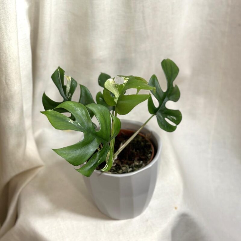 Rhaphidophora tetrasperma soft variegata (Monstera Minima)