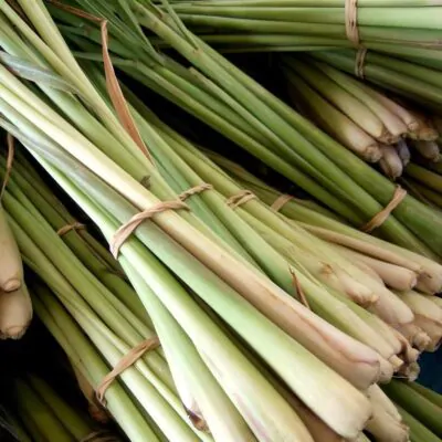 semienka citronova trava bylinky aromaticka bylinka semena semo
