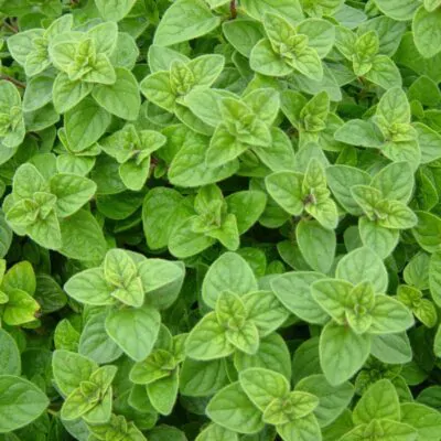 semienka oregano dobromysl pamajoran semo bylinky semena