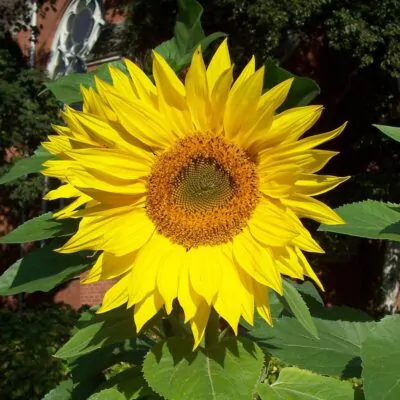 semienka slnecnica rocna sun semienka kvetov semo pestovanie zo semien