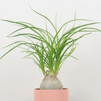 Slonia noha / Nolina recurvata stredná nolina recurvata slonia noha baucarnea