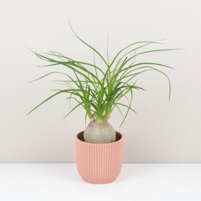 nolina recurvata slonia noha baucarnea