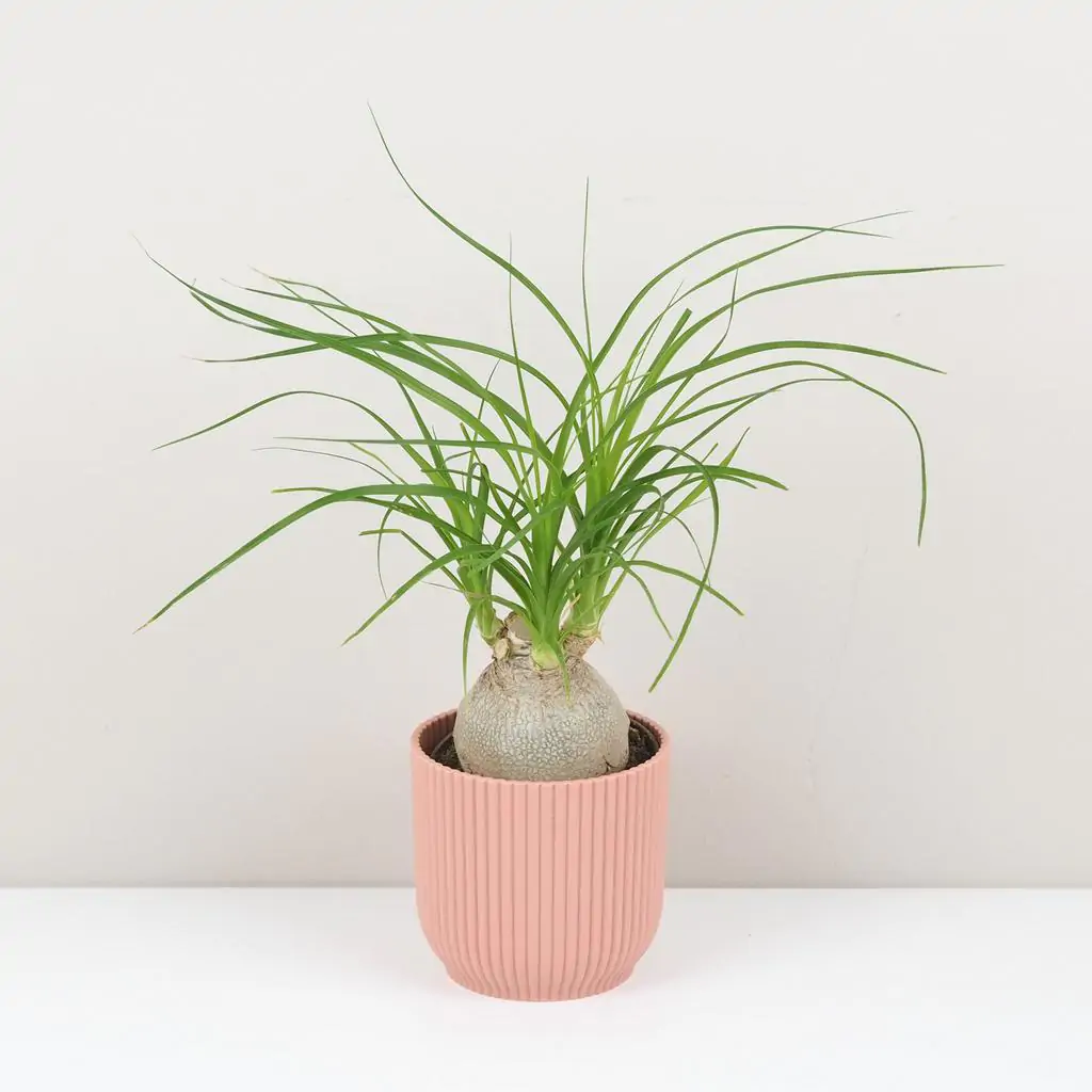 Slonia noha / Nolina recurvata stredná
