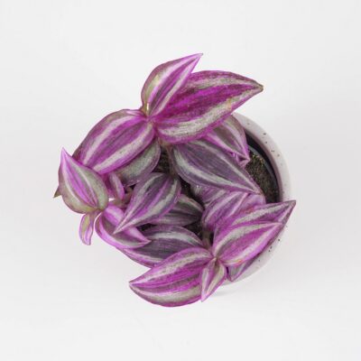 tradescantia pink paradise fialova farebna izbova rastlina tahava