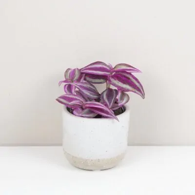 tradescantia pink paradise fialova farebna izbova rastlina tahava