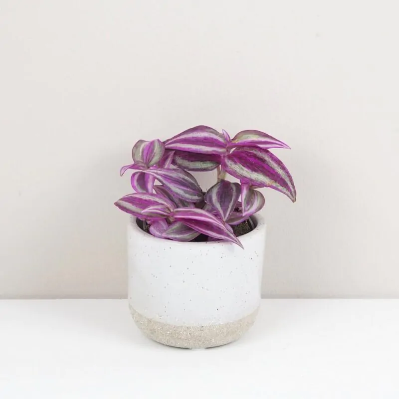 tradescantia pink paradise fialova farebna izbova rastlina tahava