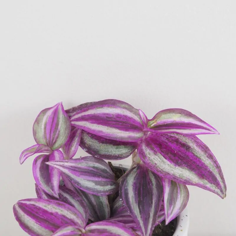 tradescantia pink paradise fialova farebna izbova rastlina tahava