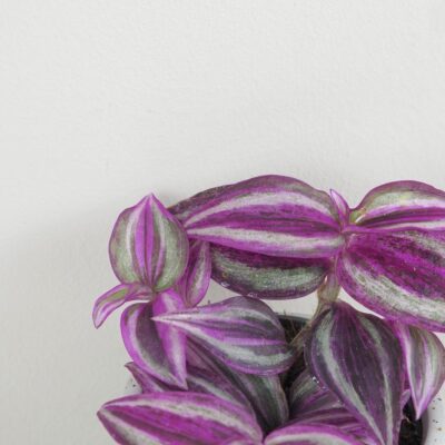 tradescantia pink paradise fialova farebna izbova rastlina tahava