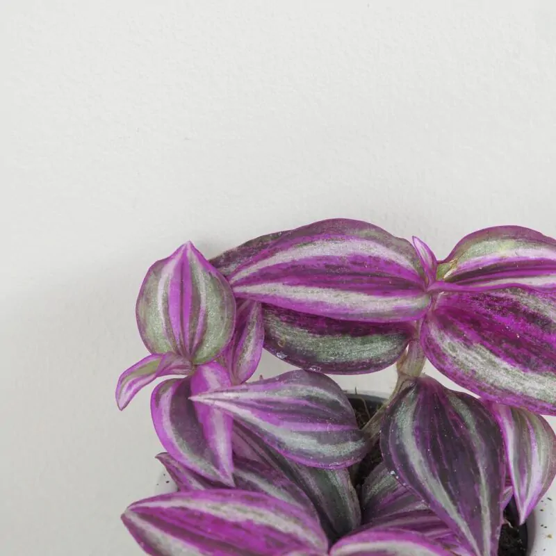 tradescantia pink paradise fialova farebna izbova rastlina tahava