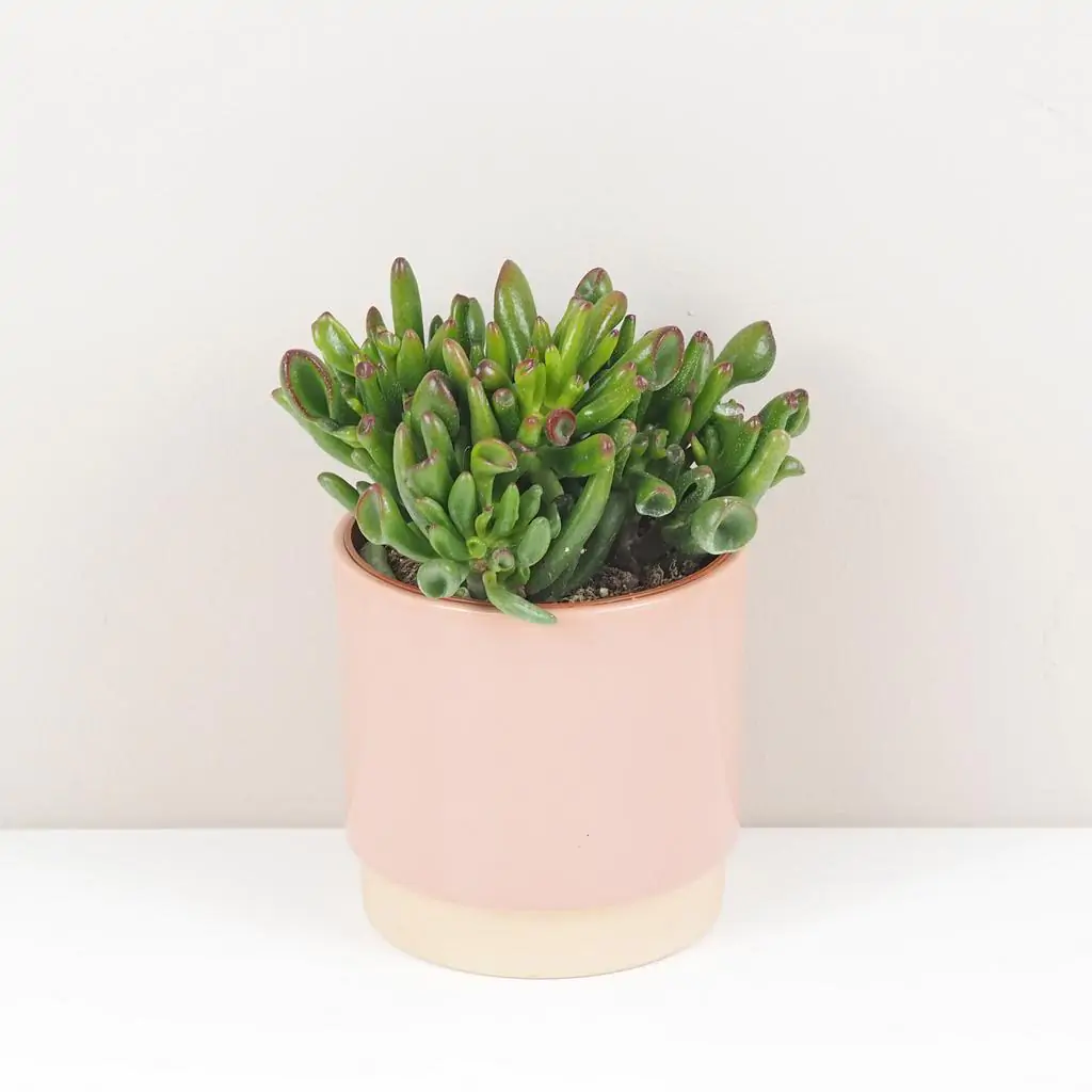 Tučnolist / Crassula ovata ‘Gollum’ stredná