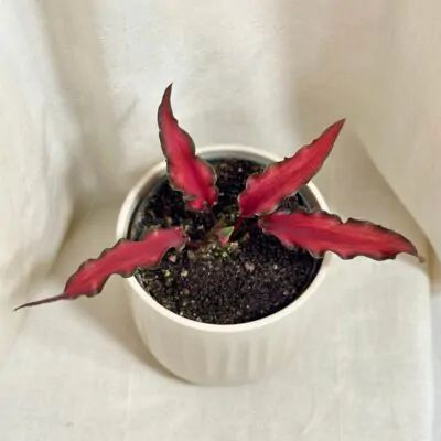 caladium red Scarf