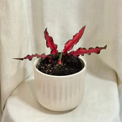 caladium red Scarf