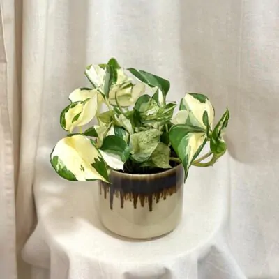 pothos epipremnum manjula panasovany