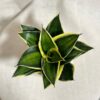 svokrine jazyky sansevieria hahnii stars and stripes