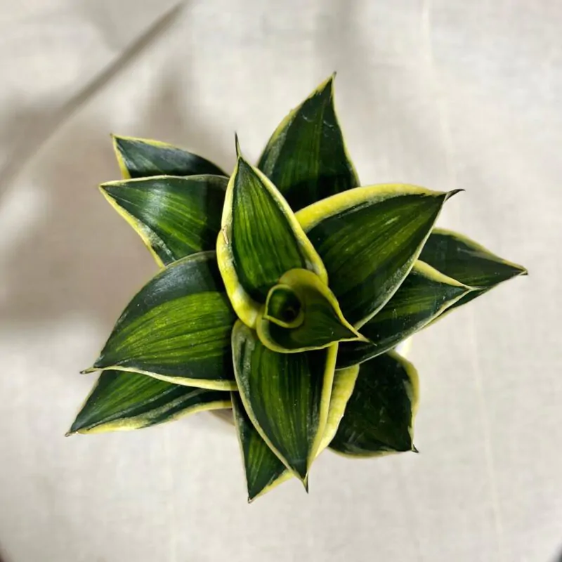 svokrine jazyky sansevieria hahnii stars and stripes