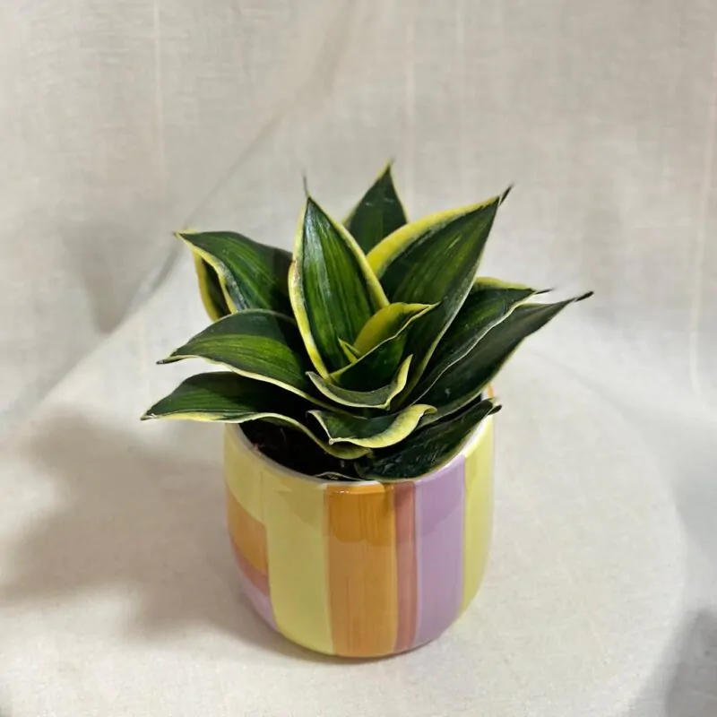 svokrine jazyky sansevieria hahnii stars and stripes