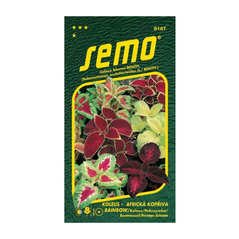 semienka koleus rainbow africka zihlava zo semien semienka izbovych rastlin