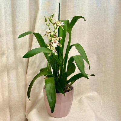 Orchidea Aliceara renaissance ‘Sage’ orchidea aliceara