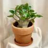 adenium obesum pustna ruza sukulent plantizia