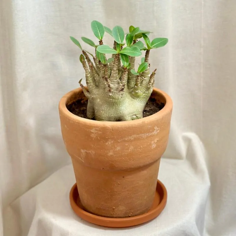 adenium obesum pustna ruza sukulent plantizia