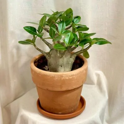 adenium obesum pustna ruza sukulent plantizia