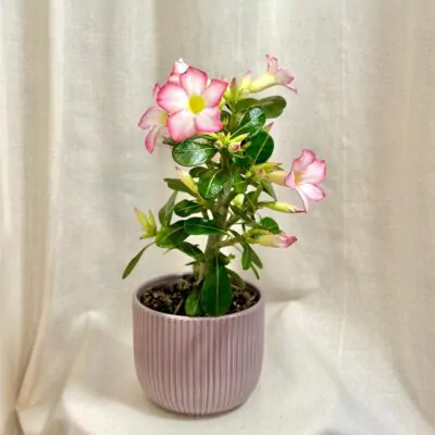 adenium obesum pinkstar pustna ruza ruzova