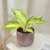 Aglaonema ‘Arctic Lime’ aglaonema arctic lime