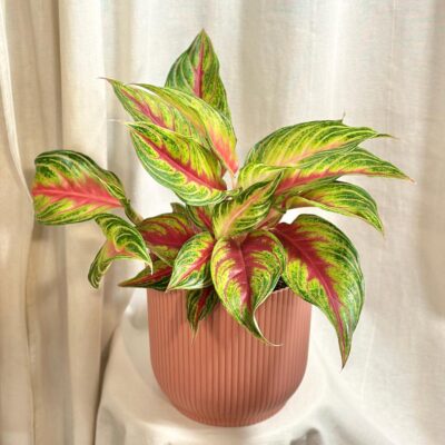 aglaonema Eyecatcher Red farebna izbova rastlina