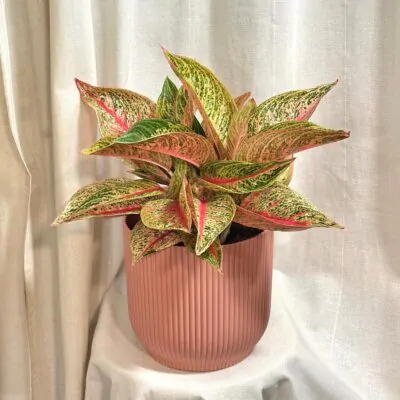 aglaonema Romance red farebna izbova rastlina