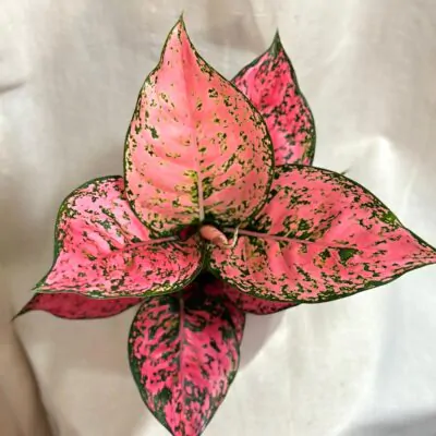 aglaonema spicy pink ruzova izbova rastlina